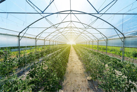 ETFE Film for Greenhouses